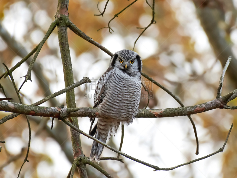 hawk owl,猫头鹰,北,老鹰,自然,野生动物,水平画幅,无人,鸟类,野外动物