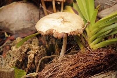 蘑菇,自然,真菌,伞形毒菌,水平画幅,鸭舌帽,无人,有毒生物体,真菌学,森林
