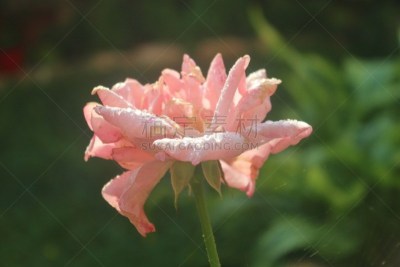 早晨,枯萎的,粉色,雨滴,玫瑰,露水,花朵,花瓣,园林,贺卡