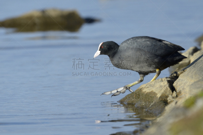 黑鸭,河流,鹭管鱼,全反式维甲酸,选择对焦,留白,水平画幅,无人,优美,鸟类