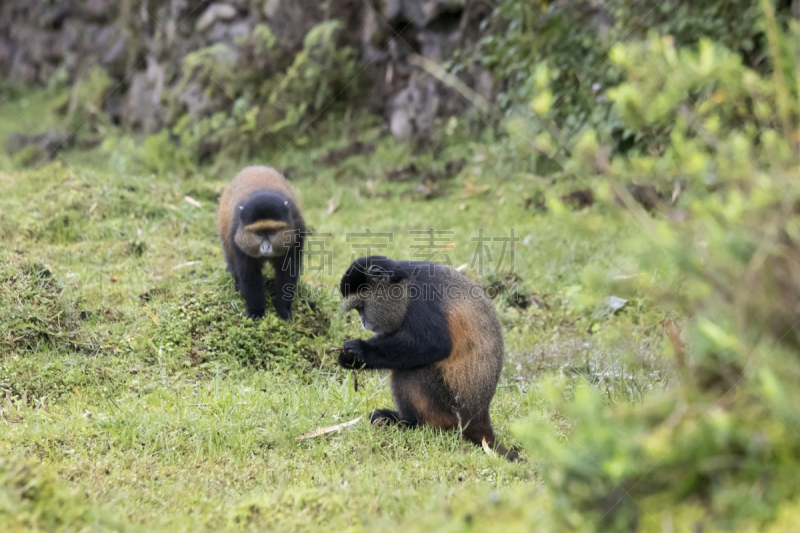 parc national des volcans,金丝猴,卢旺达,濒危物种,威兰伽国家公园,特有物种,野生动物,水平画幅,无人,桉树