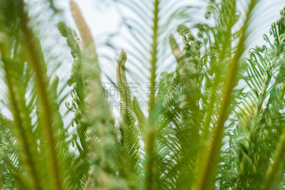 棕榈树,叶子,秧苗,幼小动物,褐色,水平画幅,枝繁叶茂,无人,几何形状,户外