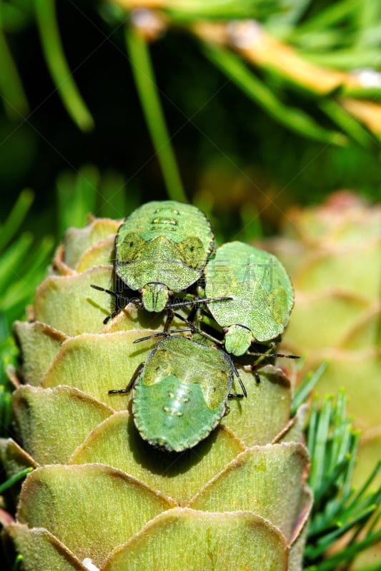 绿色,鹭管鱼,自然,垂直画幅,野生动物,圆锥,无人,户外,green shield bug,落叶松