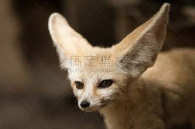 蝠耳狐,自然,褐色,野生动物,水平画幅,小的,可爱的,无人,非洲,户外