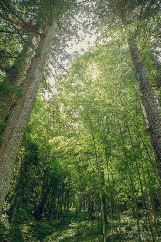 日光,森林,岩生豆娘鱼,柳衫,竹林,东北片区,垂直画幅,灵性,里山,枝繁叶茂