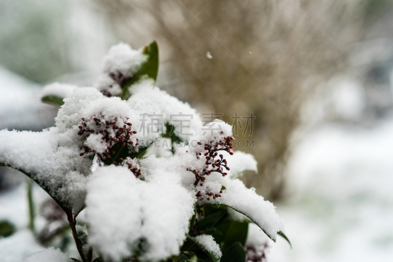 雪,茵芋,有包装的,自然,美,水平画幅,无人,户外,特写,明亮