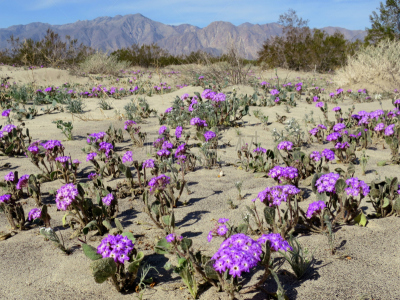 desert sand verbena,自然,植物,水平画幅,沙子,无人,紫色,户外,野生植物,仅一朵花