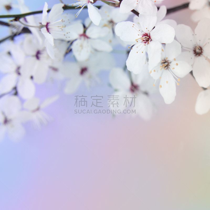苹果树,花朵,自然,水果,无人,夏天,户外,方形画幅,植物,果园