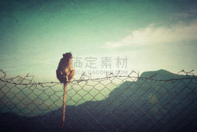猴子,网栅栏,1970年-1979年,负冲效果,天空,古董,水平画幅,纹理效果,绘画插图,古典式