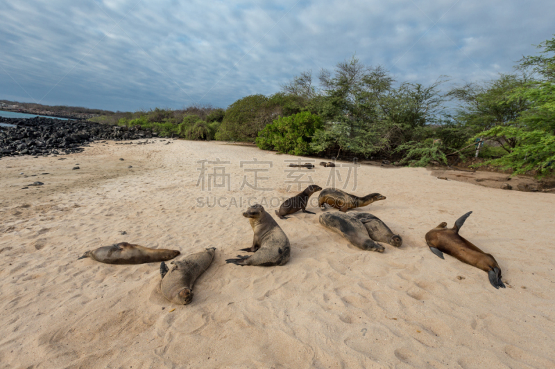 加拉帕戈斯群岛,海狮,海滩,圣克里斯托瓦尔,水平画幅,沙子,野外动物,布希曼族,户外,鹅卵石