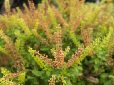 干的,罗勒,运动模糊,美,褐色,芳香的,水平画幅,无人,平视角,夏天