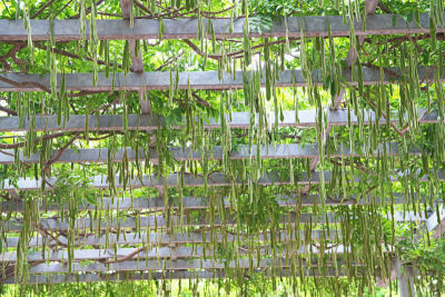 日本紫藤,紫藤,水平画幅,绿色,无人,日本,浆果,夏天,豆科植物,植物