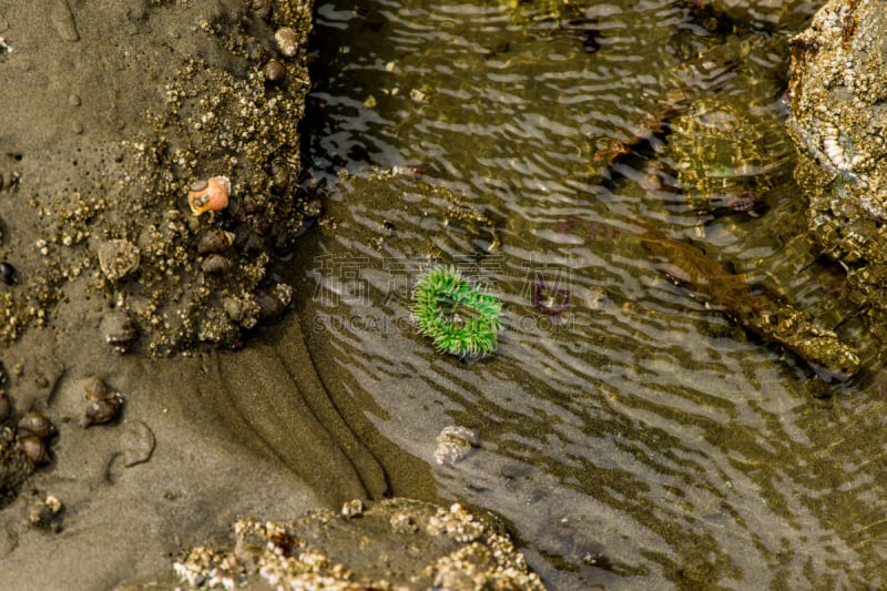 奥林匹克山,海洋生命,美国西北太平洋地区,野生动物,海星,潮水坑,鲁比海滩,礁石,夏天,户外