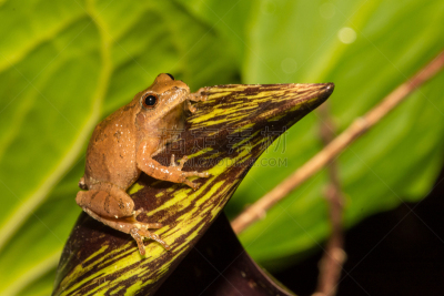 spring peeper frog,北,伪装色,水平画幅,爬虫学,科学,野外动物,夏天,户外,生态多样性
