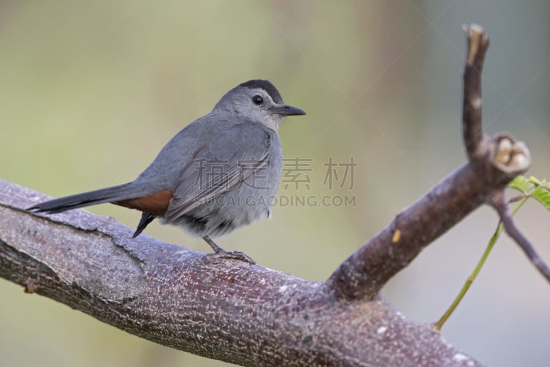 灰猫嘲鸫,安乐蜥,佛罗里达群岛,水平画幅,无人,鸟类,户外,北美歌雀,海滩,灌木