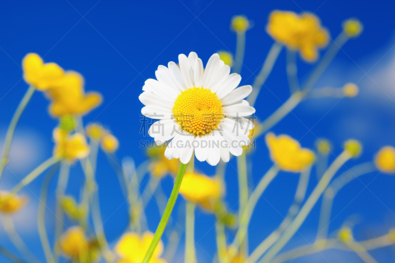 Chamomile among flowers