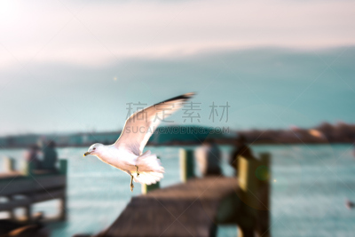 海鸥,水,美国,底特律,水平画幅,底特律河,鸟类,温莎 ,温莎郡,动物身体部位