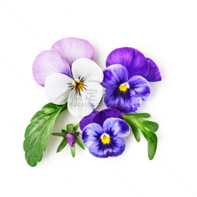 三色紫罗兰,美,贺卡,芳香的,无人,三色堇,夏天,组物体,花束