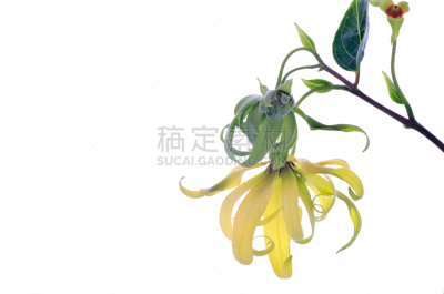 依兰树,香熏油,美,水平画幅,无人,夏天,特写,白色,植物,花