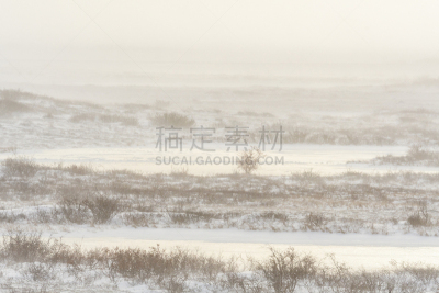 冬天,北,留白,水平画幅,马尼托巴湖,雪,无人,偏远的,户外,丘吉尔镇