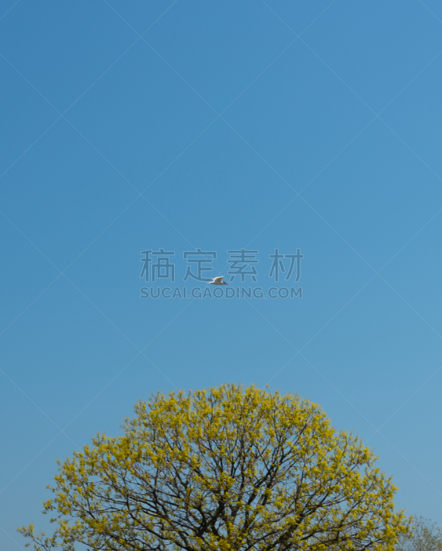 天空,在上面,鸟编队飞行,绿色,第三街徒步漫游区,白腹海雕,空中滑板,海鹰,张开翅膀,垂直画幅