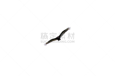 土耳其秃鹰,天空,食肉鸟,水平画幅,动物,鸟类,动物身体部位,野外动物,翅膀,摄影