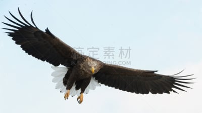 白尾鹰,成年的,动物主题,厄恩湖,自由,野生动物,翅膀,动物,鸟类,尾巴