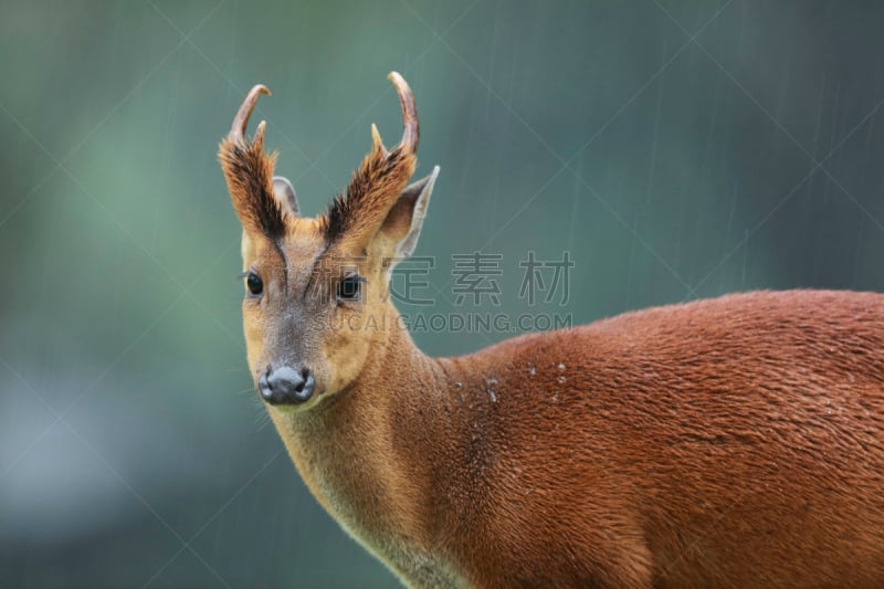 毛冠鹿,泰国,鹿,接力赛,背景,运动模糊,公亩,雨