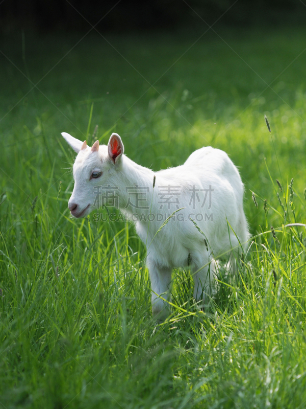 小山羊,垂直画幅,美,萨能奶山羊,可爱的,无人,夏天,雌山羊,草,幼小动物