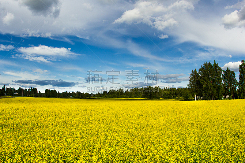 天空,云,田地,油菜花,芬兰,花朵,金色,自然美,背景,森林