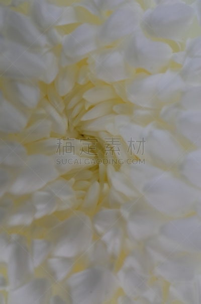 白色,菊花,大特写,米色,传统,清新,仅一朵花,枝繁叶茂,自然美,植物