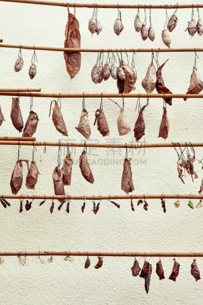 茧,蝴蝶,自然,成一排,与众不同,背景,垂直画幅,异国情调,特写,雨林