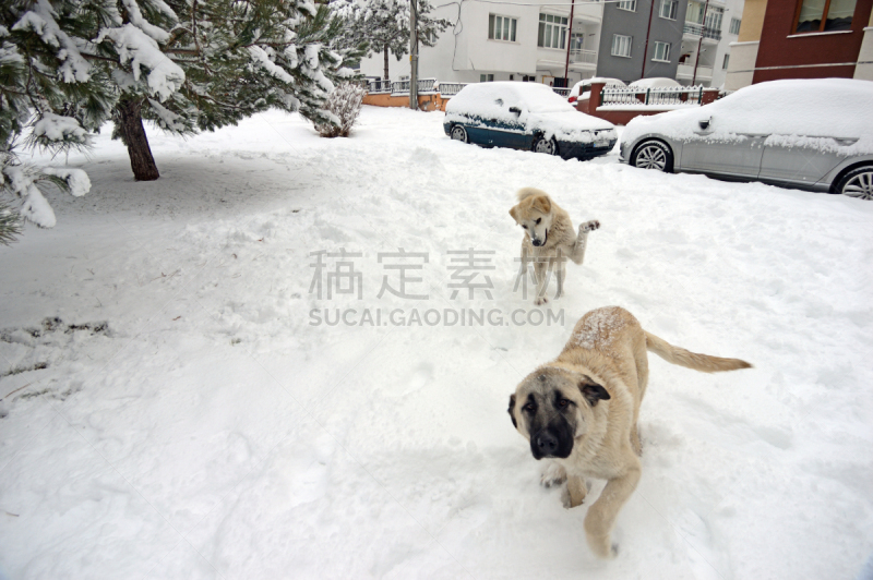 埃斯基谢希尔,冬天,狗,乐趣,火鸡,中心,城市,公亩,萨摩耶犬,宠物服装