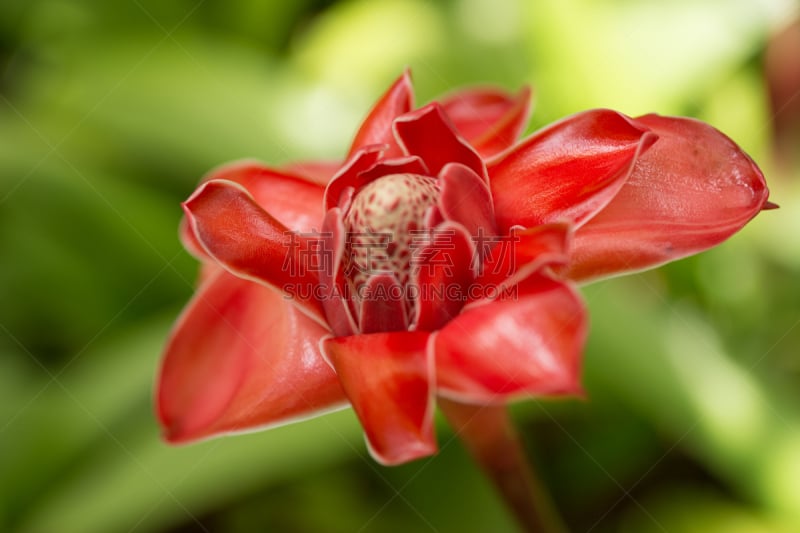 马提尼克岛,玫瑰,特拉华,印度姜花,torch ginger,gingerlily,美,水平画幅,无人,热带雨林