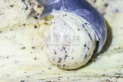 容器,厨房器具,巧克力片冰淇淋,冰淇淋,球,水平画幅,香草兰,奶油,夏天,金属