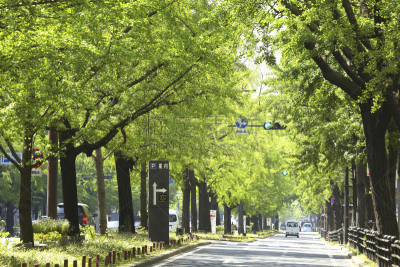 酒店,御堂筋,大阪市,银杏树,银杏,大阪府,家用车,自然,水平画幅,绿色