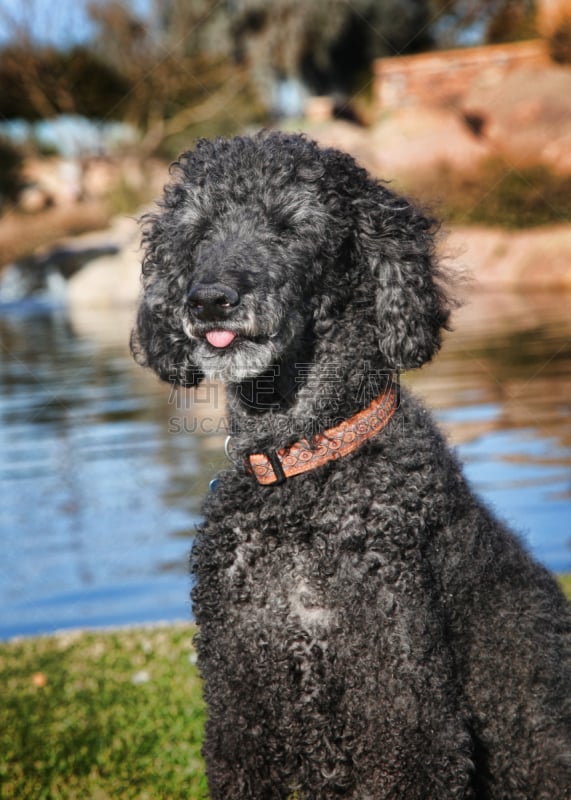 贵宾犬,垂直画幅,标准贵宾犬,幸福,动物嘴,户外,小狗,动物舌头,培训课,池塘