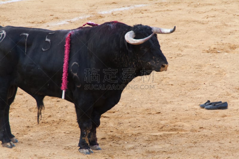 公牛,吞拿鱼腩,toro,斗牛比赛,斗牛士,斗牛场,体育场,水平画幅,沙子