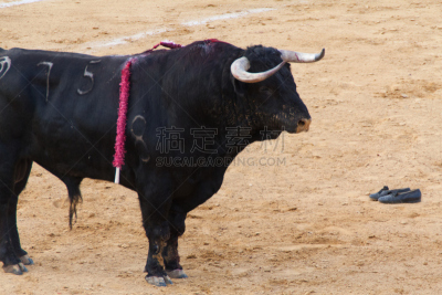 公牛,吞拿鱼腩,toro,斗牛比赛,斗牛士,斗牛场,体育场,水平画幅,沙子