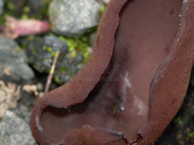 子囊菌,盘菌科,腐生生物,自然,褐色,灰色,水平画幅,绿色,银色,苔藓