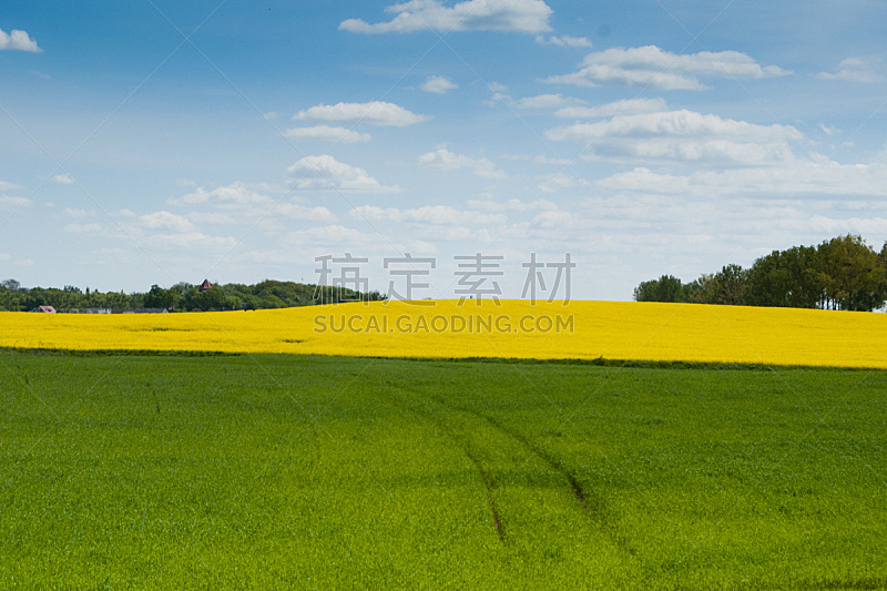 农业,地形,耕地,天空,水平画幅,绿色,无人,乡村,蓝色,玉米