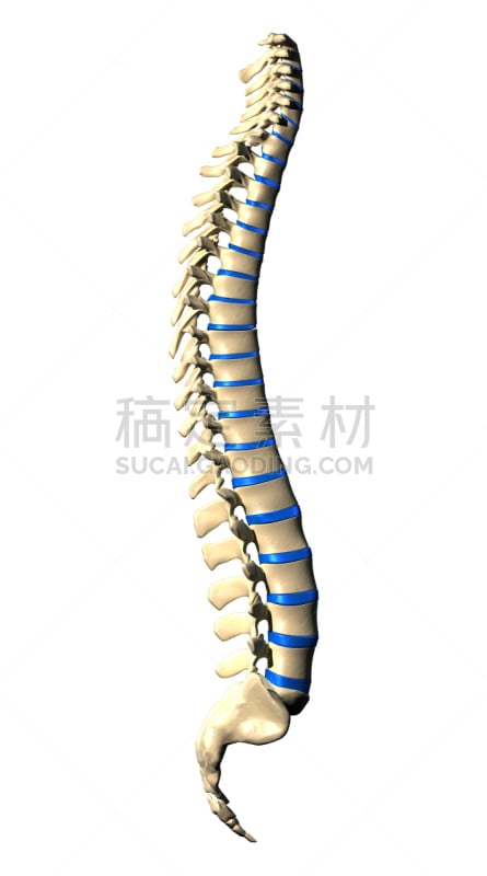 脊柱,视角,动物脊椎骨,尾骨,骶骨,颈椎,脊椎,骨质疏松症,风湿病,背痛