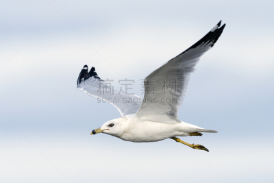 环嘴鸥,柔和色,背景,动物腿,自然,天空,身体受伤,野生动物,水平画幅,鸟类