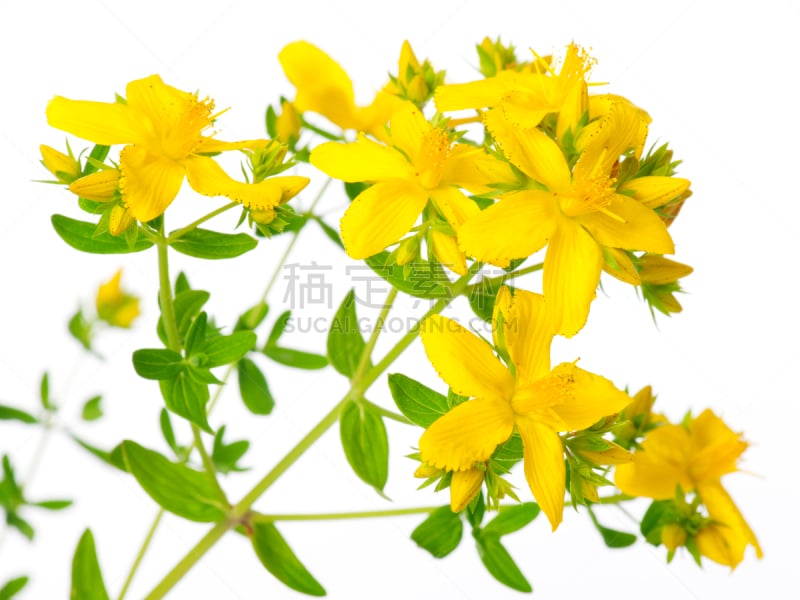 St. John’s Wort