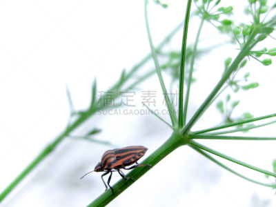昆虫,茎,在上面,自然,植物茎,茴香,棉二点红蝽象,庭院,水平画幅,无人
