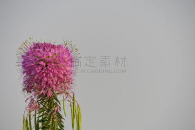 街道,美国,水平画幅,爱达荷福尔斯,无人,紫色,黄色,沙漠,烧毁的,爱达荷