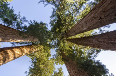红杉国家公园,general sherman,巨红杉树,自然,美国,国家公园,水平画幅,绿色,无人,夏天