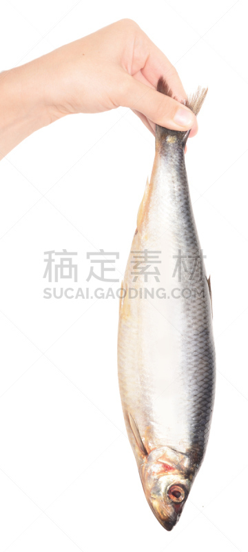 鲱鱼,手,灰西鲱,腌鱼,垂直画幅,湿,海产,白色,尾巴,清新