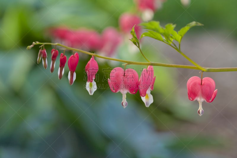 荷包牡丹,植物,水平画幅,无人,2015年,特写,开花植物,毛莨目,摄影,花