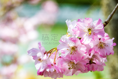 京都市,日本,樱桃树,垂枝日本早樱,婚纱秀,闪光灯,荧光色,花见节,樱花,水平画幅
